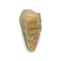 23.93 Ct. Yellowish Brown Sapphire Crystal from Ceylon (Sri Lanka) Video