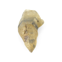 4.76 Ct. Bi Color Rough Sapphire from Ceylon (Sri Lanka) Video