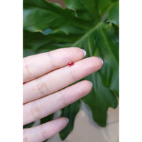 0.20 Ct. Beryl from United States Life Style