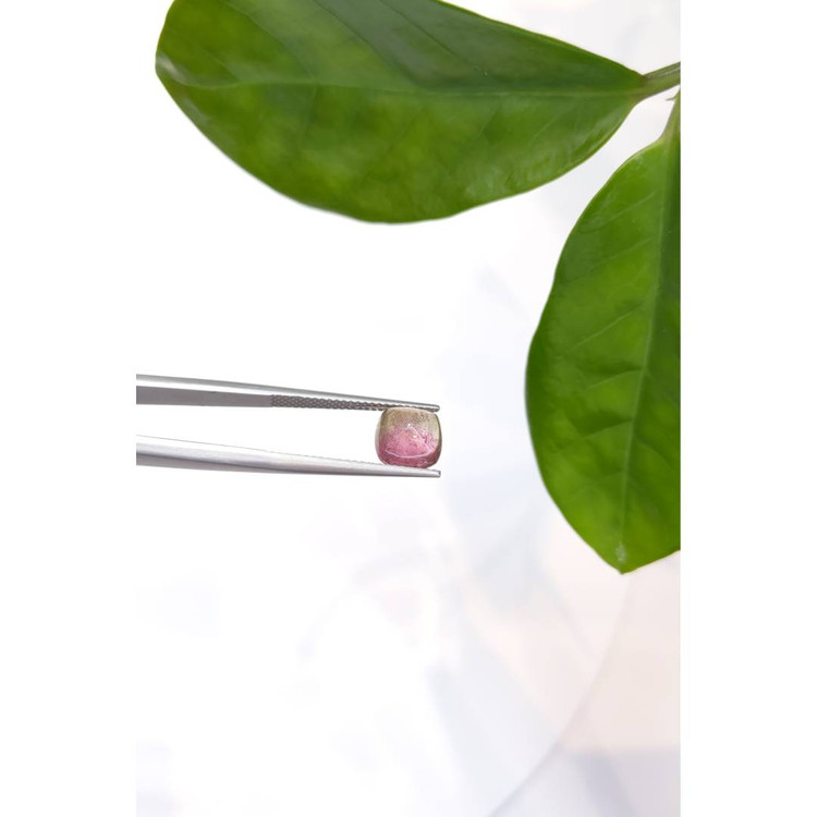 2.70 Ct. Bi Color Cabochon Tourmaline from Mozambique