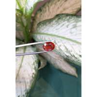 4.17 Ct. Fire Opal from Mexico Life Style