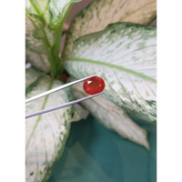 4.58 Ct. Fire Opal from Mexico Life Style