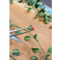 0.45 Ct. Cabochon Coral from Italy Life Style