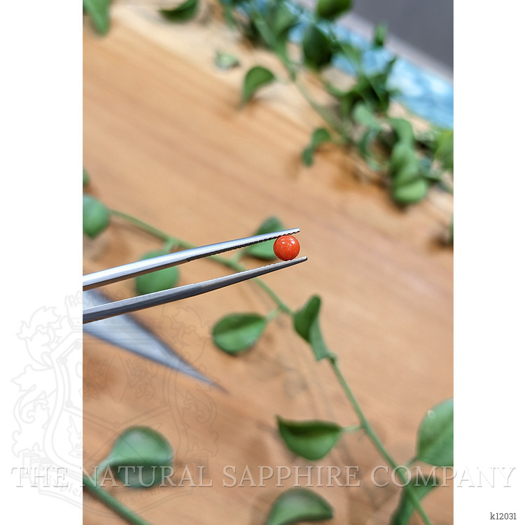 0.45 Ct. Cabochon Coral from Italy