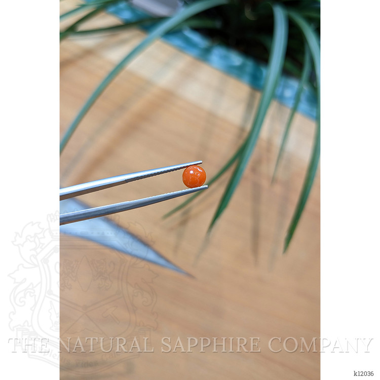 0.67 Ct. Cabochon Coral from Italy