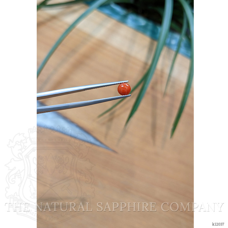 0.62 Ct. Cabochon Coral from Italy