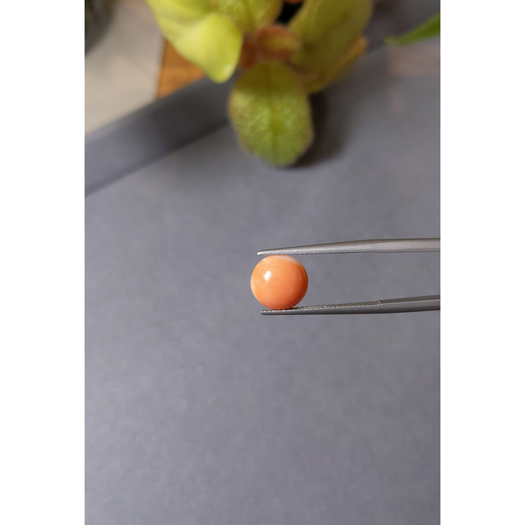 2.29 Ct. Cabochon Coral from Italy