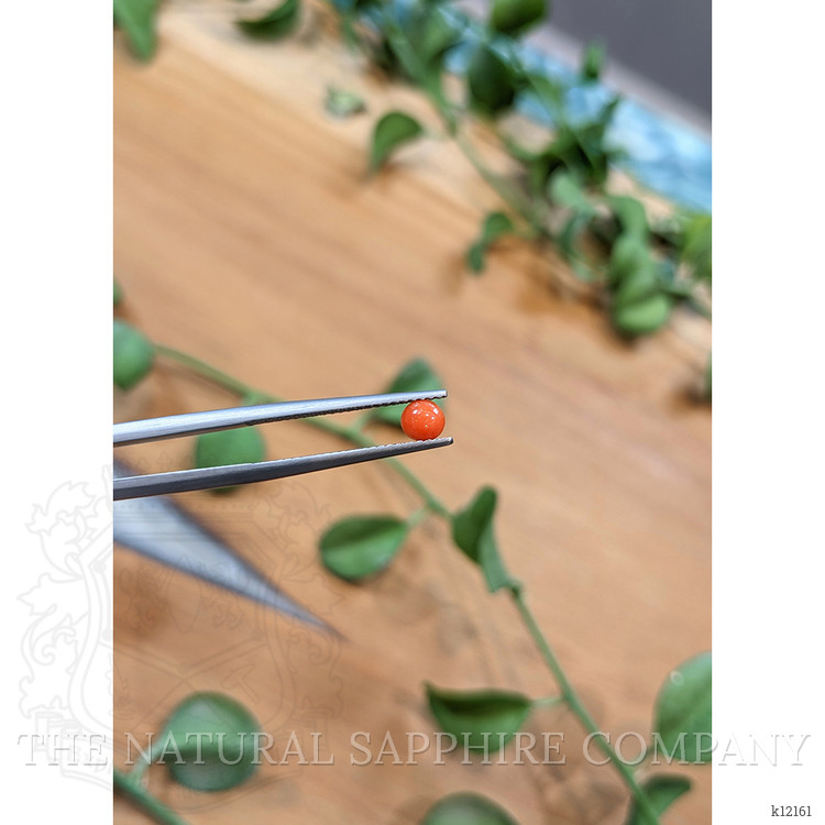 0.24 Ct. Cabochon Coral from Italy