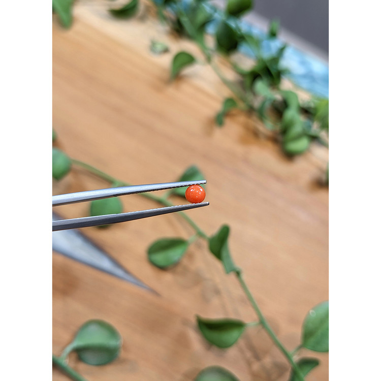 0.24 Ct. Cabochon Coral from Italy