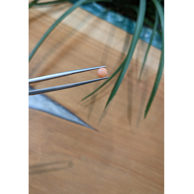 0.73 Ct. Cabochon Coral from Italy