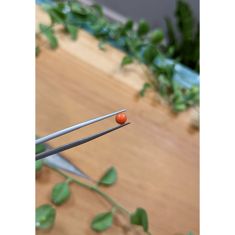 0.67 Ct. Cabochon Coral from Italy