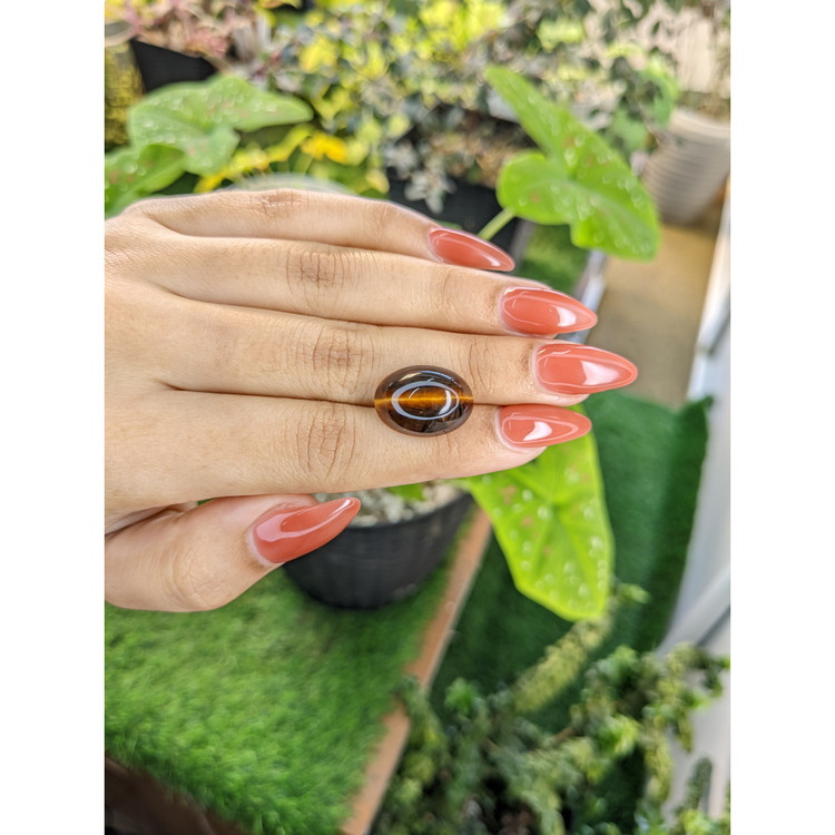 10.00 Ct. Cabochon Tiger's Eye from South Africa