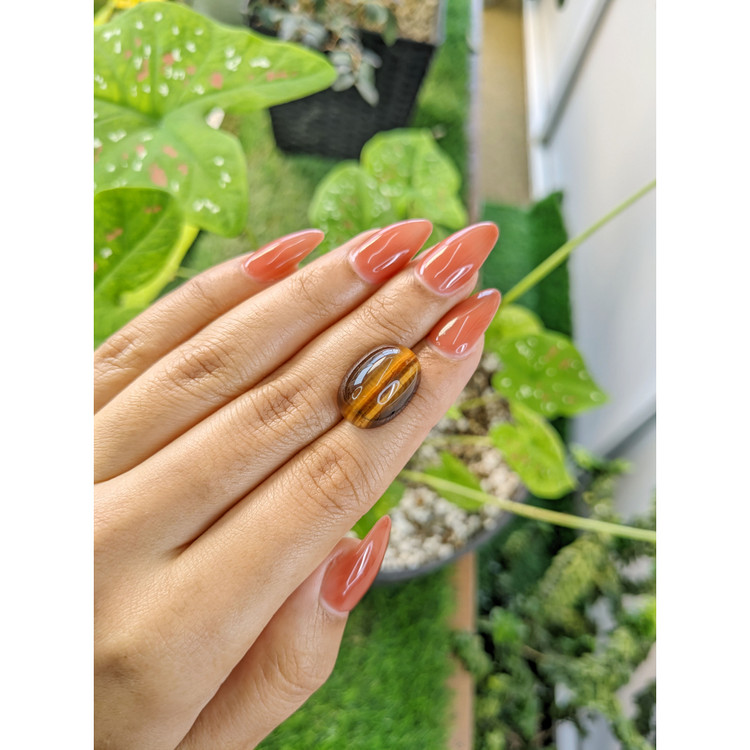 14.82 Ct. Cabochon Tiger's Eye from South Africa