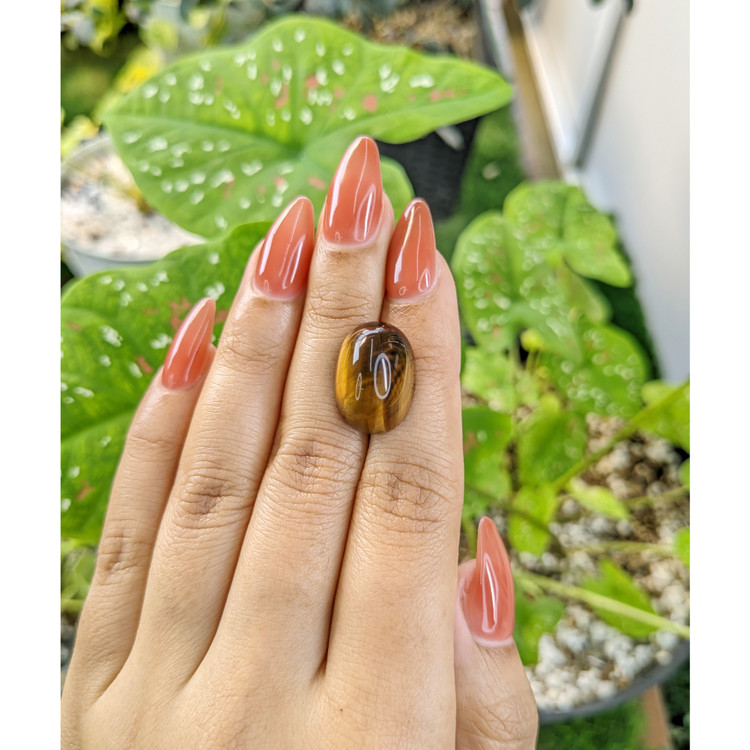 15.59 Ct. Cabochon Tiger's Eye from South Africa