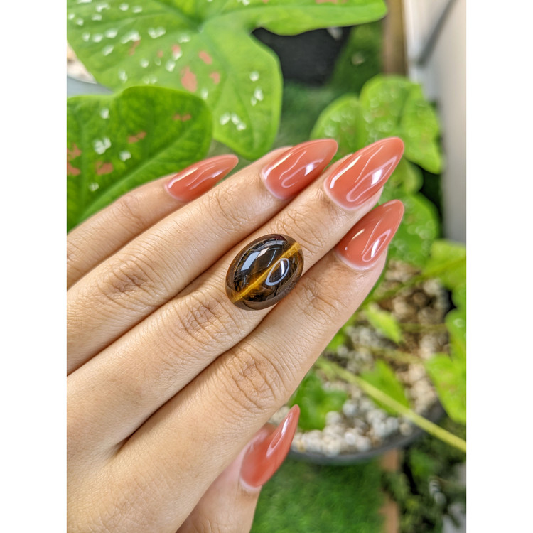 11.14 Ct. Cabochon Tiger's Eye from South Africa