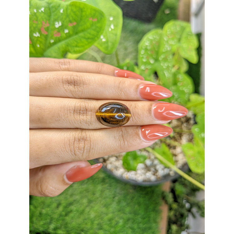 11.14 Ct. Cabochon Tiger's Eye from South Africa
