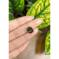 4.93 Ct. Boulder Opal from Australia Life Style