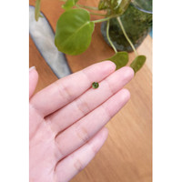 0.72 Ct. Zircon from Ceylon (Sri Lanka) Life Style