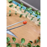 1.64 Ct. Orange Cabochon Coral from Italy Life Style