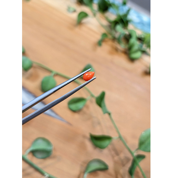 0.36 Ct. Cabochon Coral from Italy