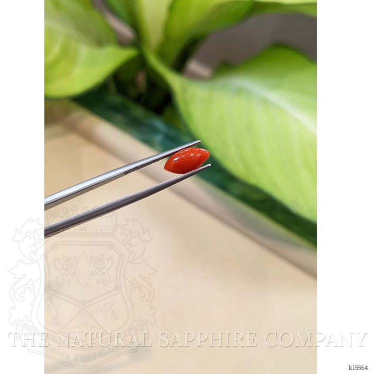 1.84 Ct. Cabochon Coral from Italy