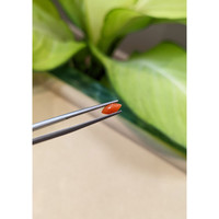 0.36 Ct. Cabochon Coral from Italy Life Style