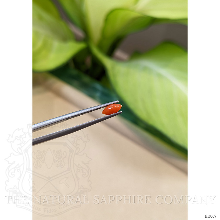 0.36 Ct. Cabochon Coral from Italy