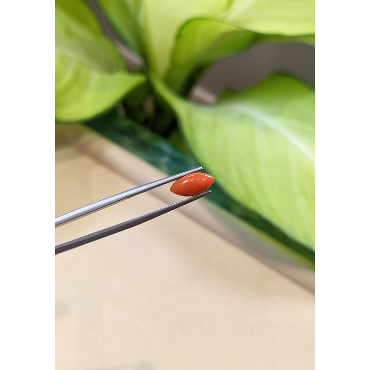 1.62 Ct. Cabochon Coral from Italy