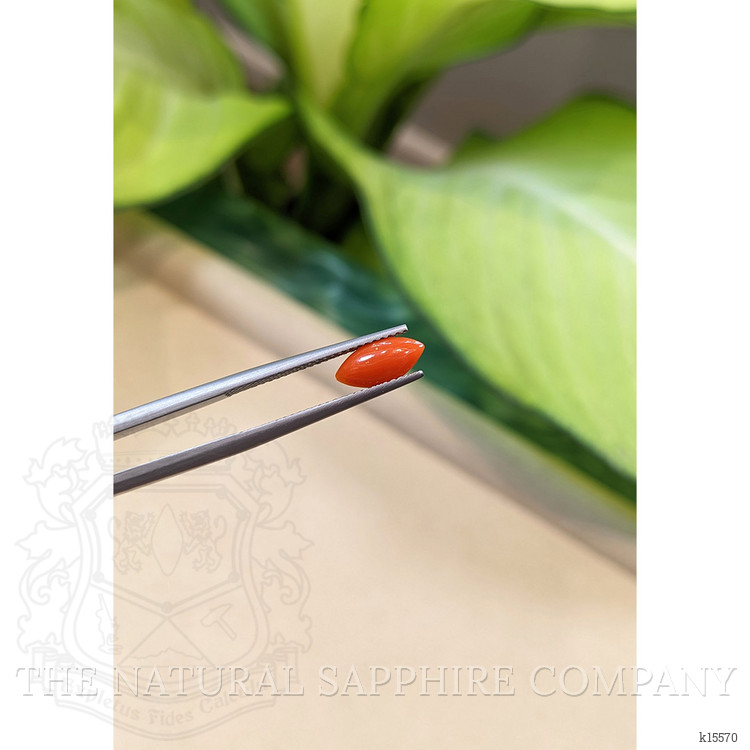 0.65 Ct. Cabochon Coral from Italy