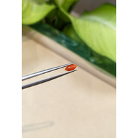 0.32 Ct. Cabochon Coral from Italy Life Style