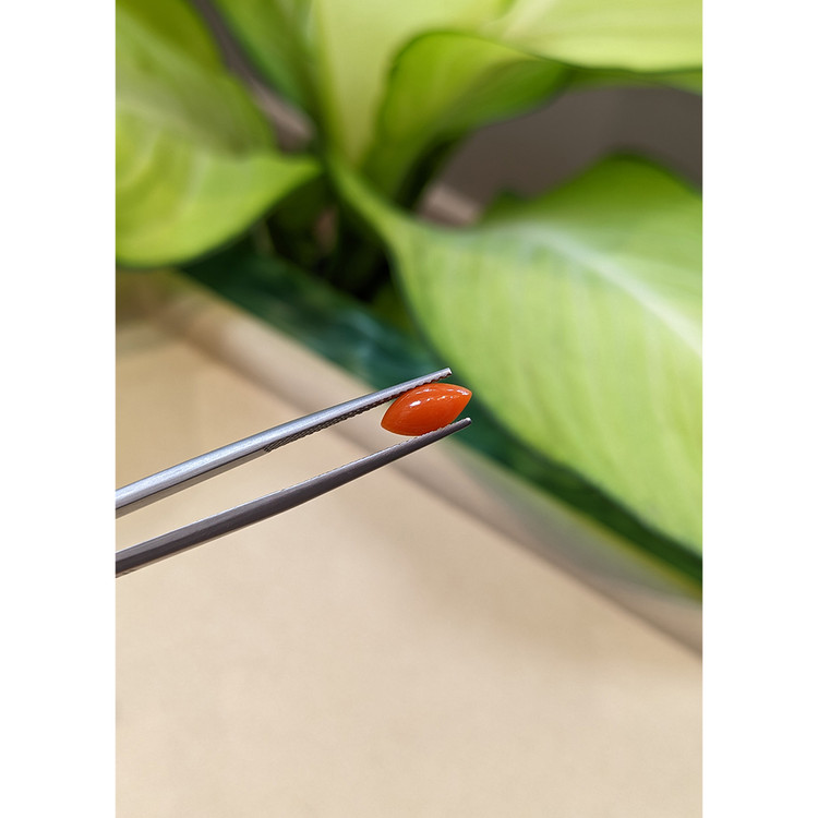 0.77 Ct. Cabochon Coral from Italy