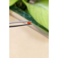 0.13 Ct. Cabochon Coral from Italy Life Style