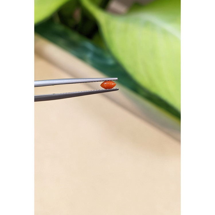 0.13 Ct. Cabochon Coral from Italy