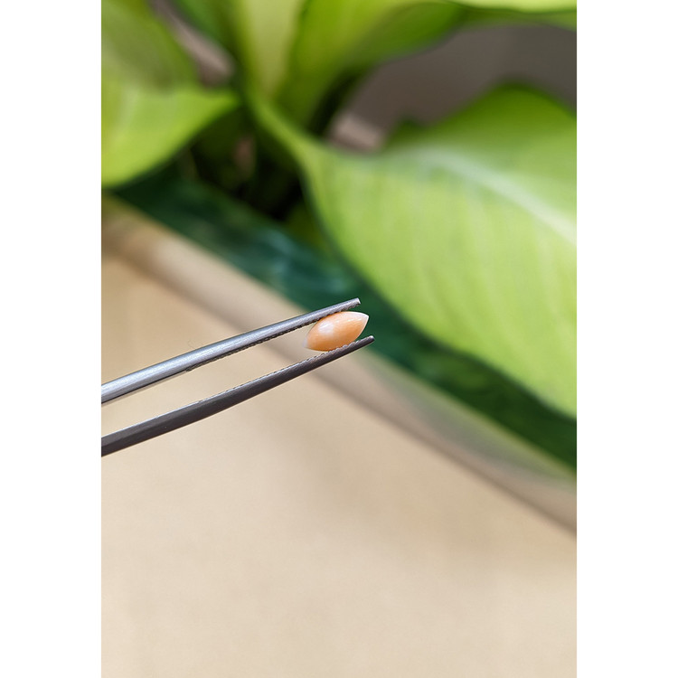 0.34 Ct. Cabochon Coral from Italy