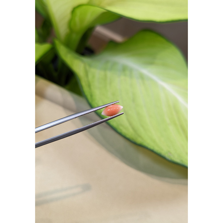 0.73 Ct. Cabochon Coral from Italy