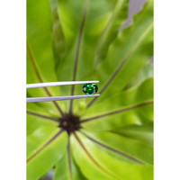 1.22 Ct. Tsavorite Garnet from Tanzania Life Style