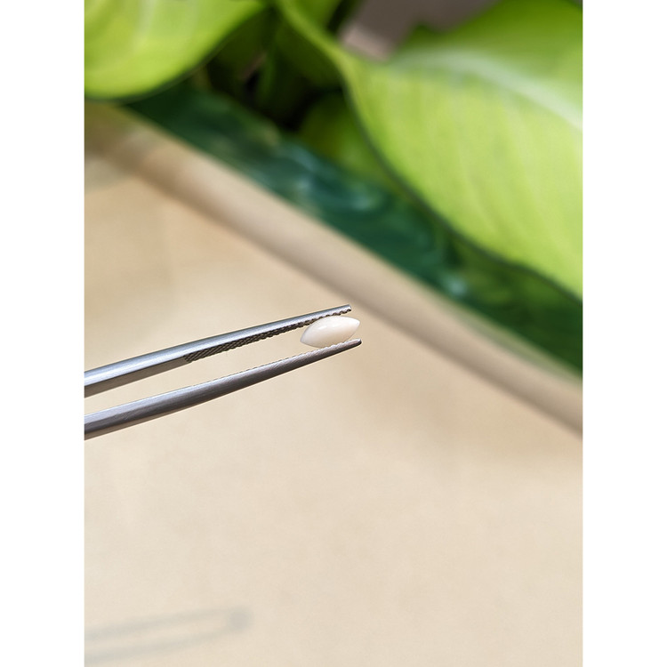 0.41 Ct. Cabochon Coral from Italy