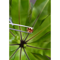 3.68 Ct. Tourmaline from Brazil Life Style