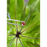 2.65 Ct. Tourmaline from Brazil Life Style