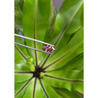 3.37 Ct. Tourmaline from Brazil Life Style