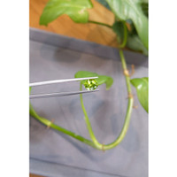 2.00 Ct. Peridot from Pakistan Life Style