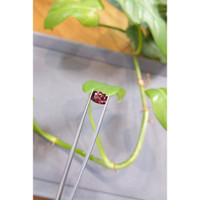 2.77 Ct. Garnet from Tanzania Life Style