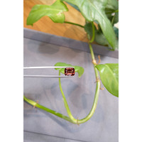 4.08 Ct. Spinel from Burma (Myanmar) Life Style