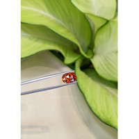 6.24 Ct. Spessartite Garnet from Ceylon (Sri Lanka) Life Style