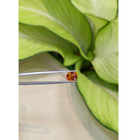 3.40 Ct. Spessartite Garnet from Ceylon (Sri Lanka) Life Style