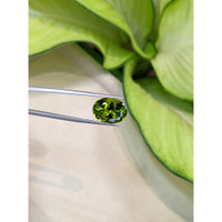 13.67 Ct. Peridot from Burma (Myanmar) Life Style