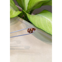 19.04 Ct. Topaz from Brazil Life Style