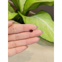 1.08 Ct. Spinel from Burma (Myanmar) Life Style