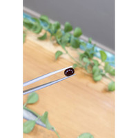 2.18 Ct. Red Garnet from Ceylon (Sri Lanka) Life Style