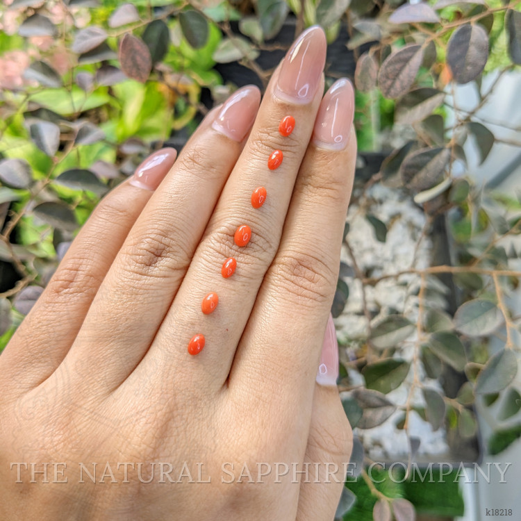 141.75 Ct. Cabochon Coral from Italy